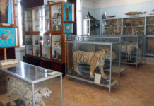 Зоологічний музей Ужгородського національного університету