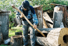 Бортництво в Закарпатті