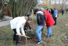 Як закарпатці приєднуються до збереження навколишнього середовища