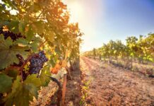 Напій богів: як Закарпаття стало домівкою виноробства