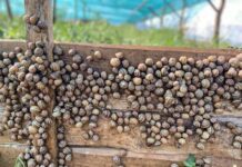 Делікатес із Франції: як на Закарпатті відкривали равликові ферми