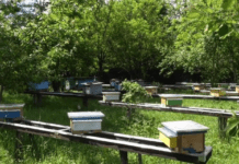 Секрети пасічників Закарпаття