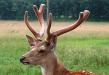 Оленяча ферма Закарпаття