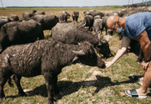 Буйволина ферма Закарпаття