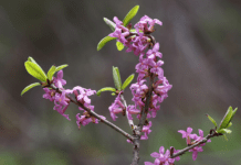 Ягоди, яких варто уникати в закарпатському краї