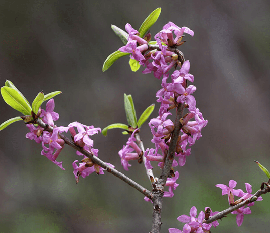 Ягоди, яких варто уникати в закарпатському краї