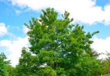 Підзамковий парк в Ужгороді: яким його памʼятають різні покоління