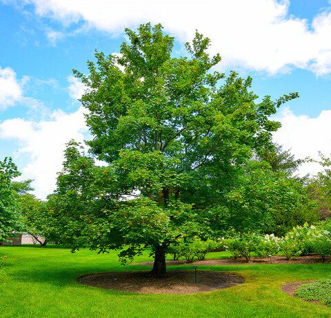 Підзамковий парк в Ужгороді: яким його памʼятають різні покоління