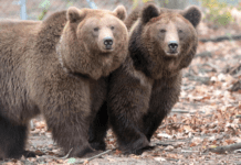 Тварини Закарпаття, занесені до Червоної книги України