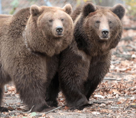 Тварини Закарпаття, занесені до Червоної книги України