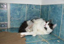 Кращі ветеринарні клініки Ужгорода