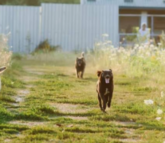 Топ притулків для тварин в Ужгороді та на Закарпатті