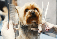 Кращі грумінг-салони Ужгорода